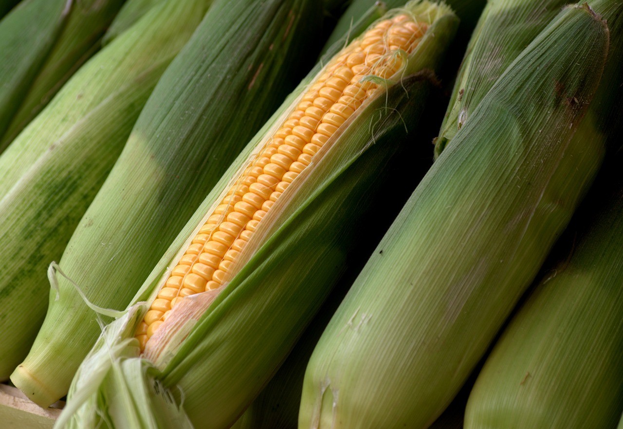 Dia do milho: região de Itapetininga reúne receitas doces e salgadas