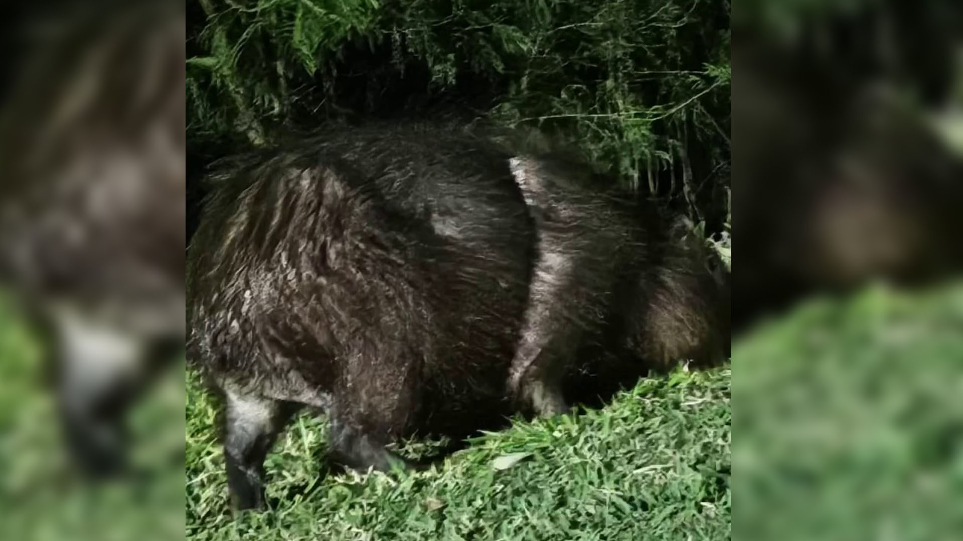 Buscas por capivara ferida mobilizam órgãos ambientais em Itapetininga