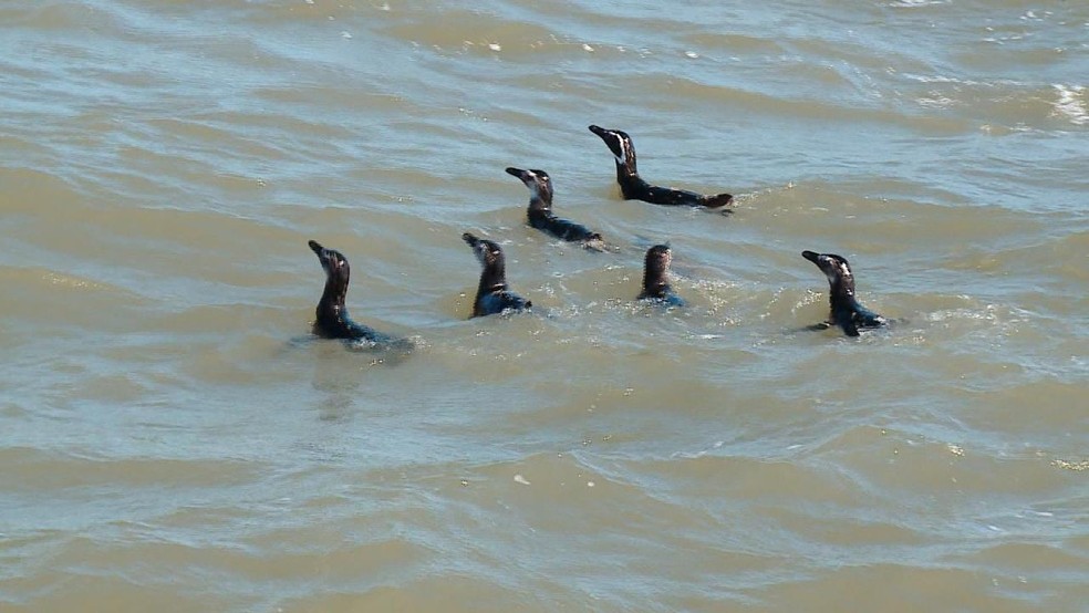 Pinguins encontrados no Litoral do RS passam por tratamento em universidade  de Rio Grande, Rio Grande do Sul