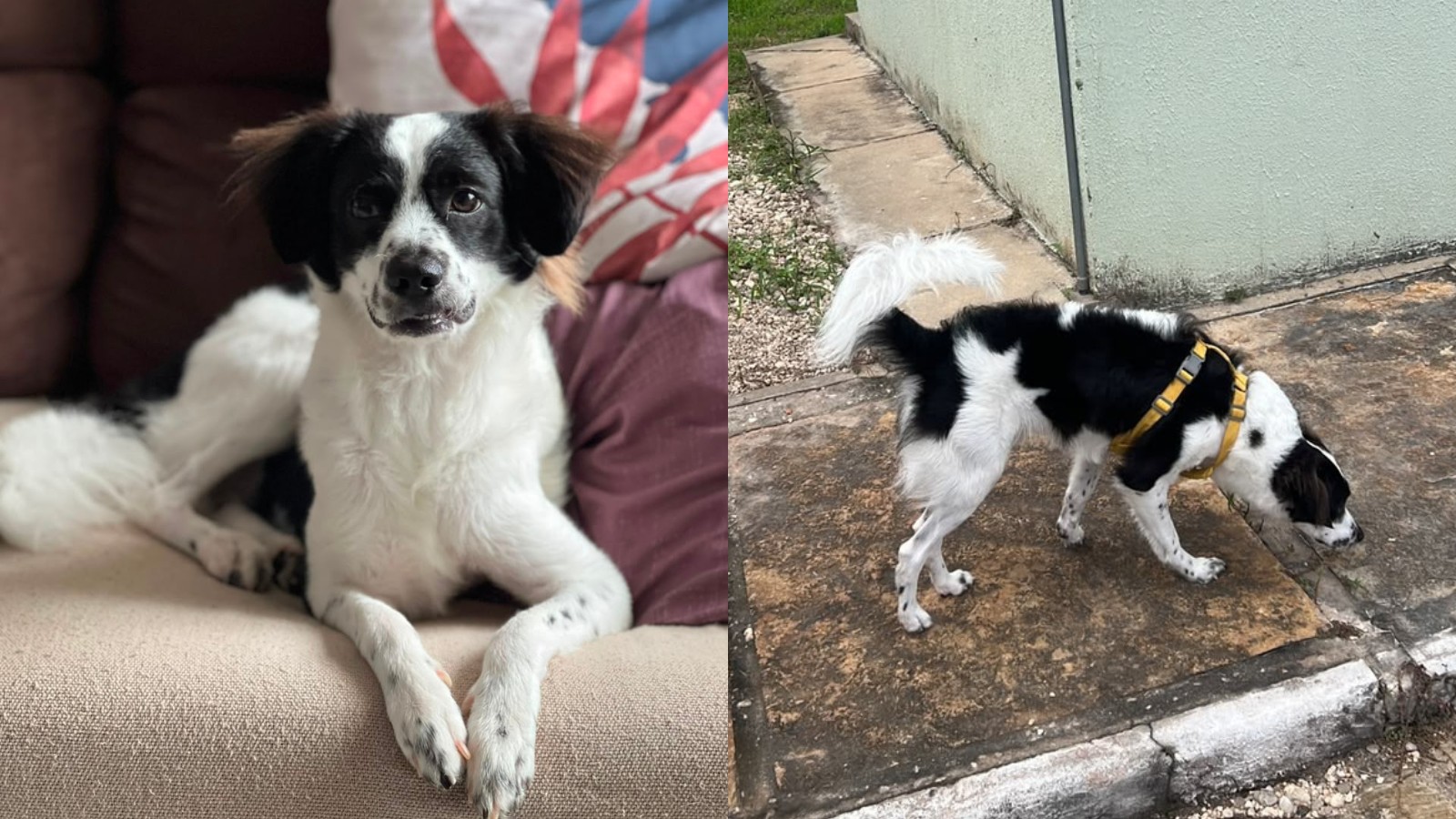 Grávida procura cão desaparecido há três dias em Teresina: 'nunca imaginei passar por uma dor tão grande' 