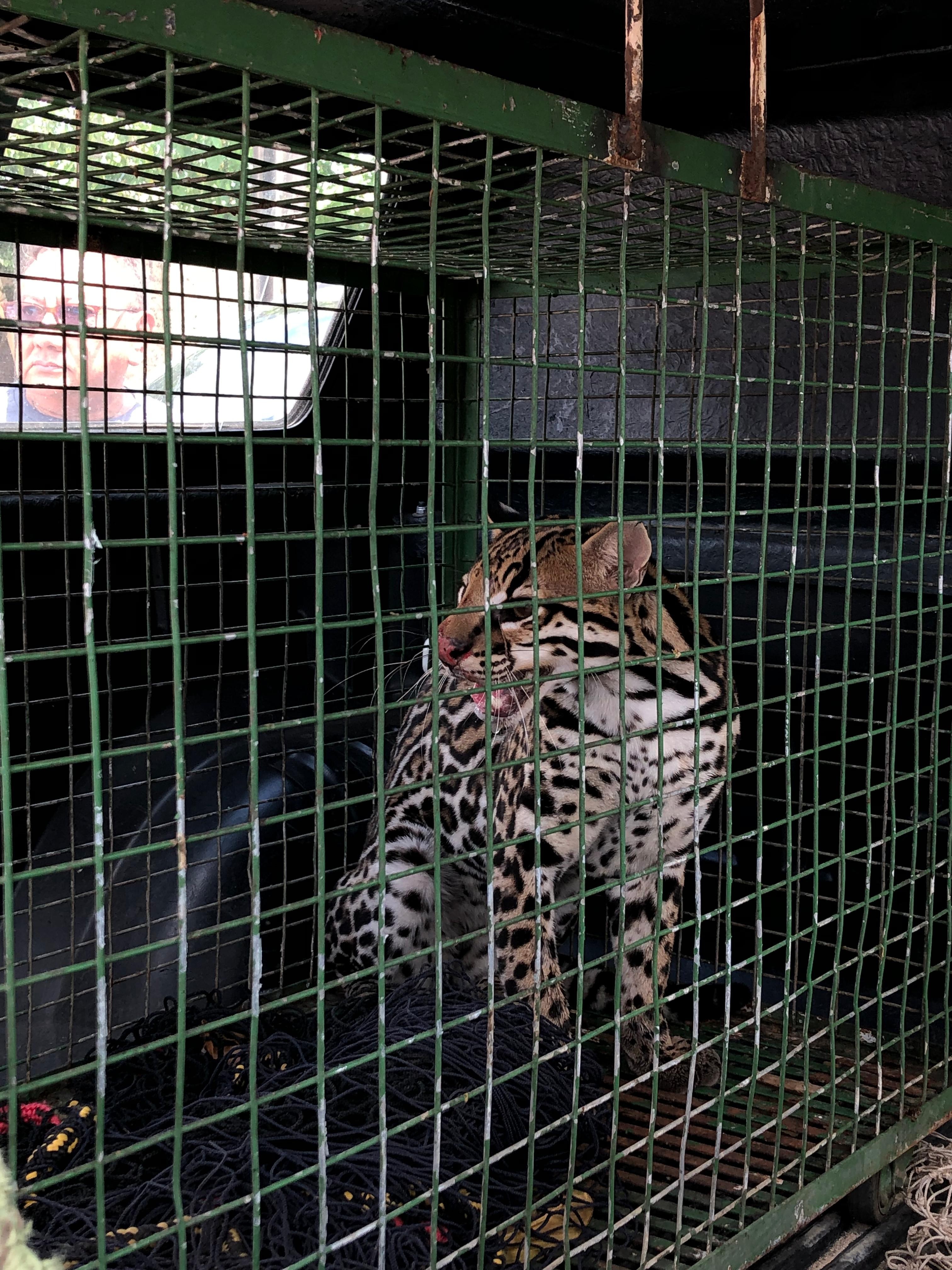 VÍDEO: Jaguatirica sobe em árvore no quintal de casa e assusta moradores em Boa Vista