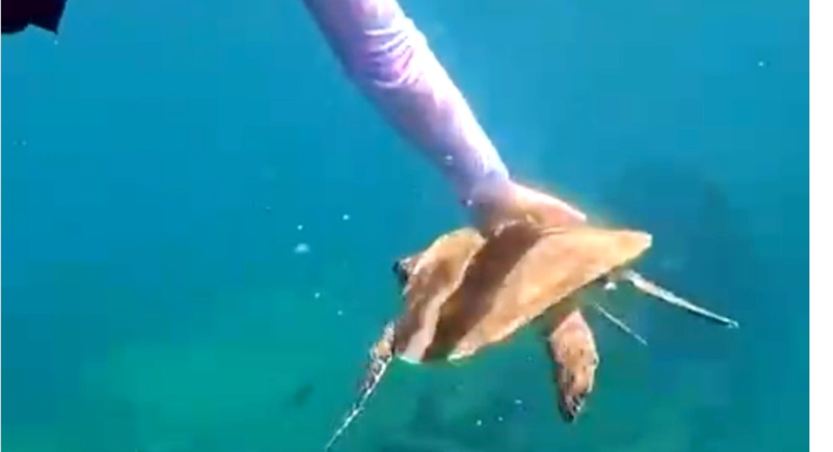 Turista é multada em R$ 10 mil por tocar em tartaruga-marinha em Fernando de Noronha; VÍDEO