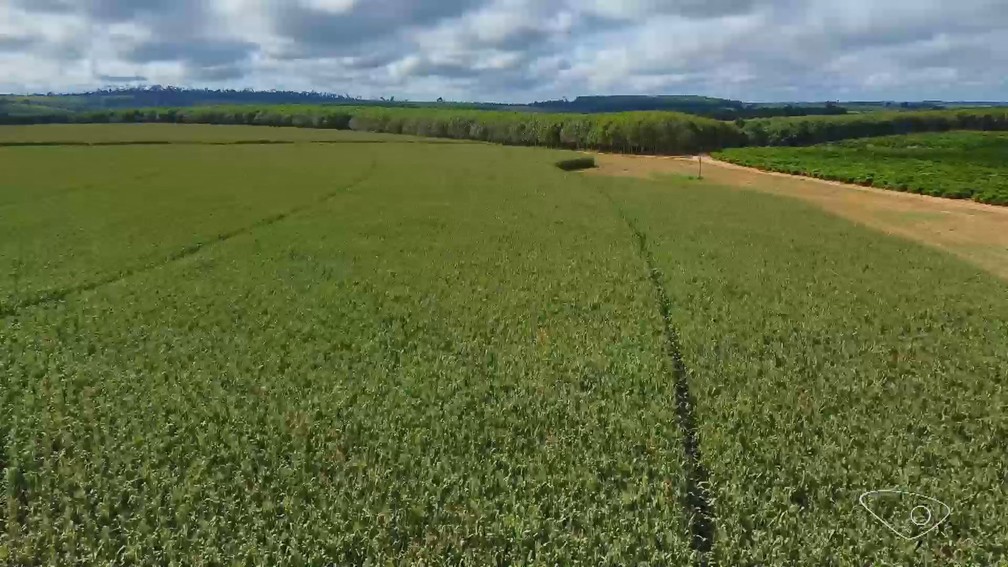 Cooperativa de leite do Norte do Espírito Santo investe na produção de milho — Foto: Reprodução/TV Gazeta