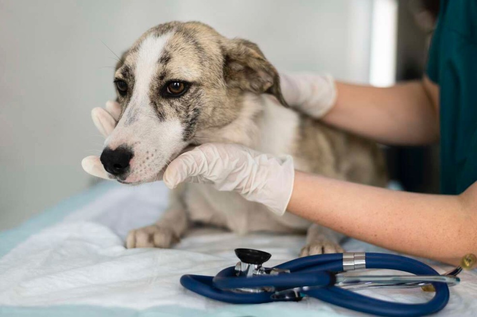 Assembleia Legislativa promove Alece Pet com ações de bem-estar animal. — Foto: Divulgação/Sesa
