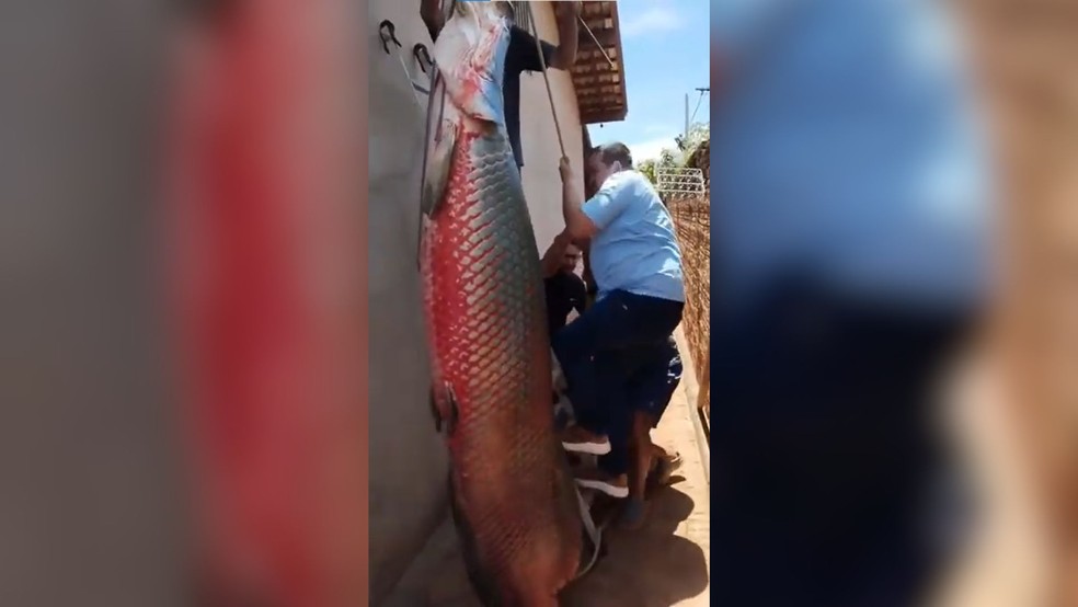 Foi necessária ajuda de quatro homens para colocar o pirarucu gigante na balança em Cardoso (SP) — Foto: Roberto do Carmo/Arquivo pessoal
