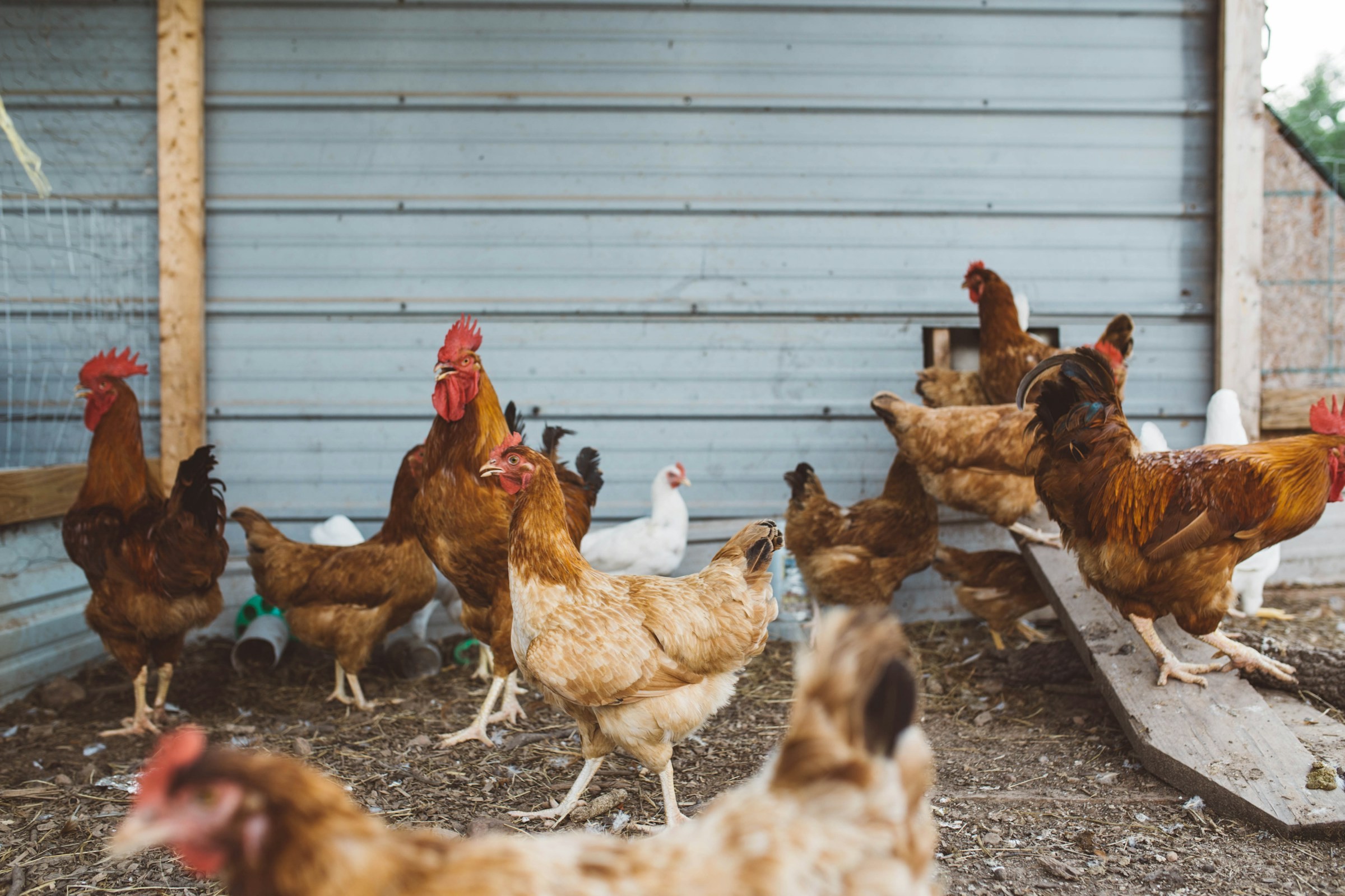 Frango em números: Brasil é o maior exportador mundial e China é maior cliente