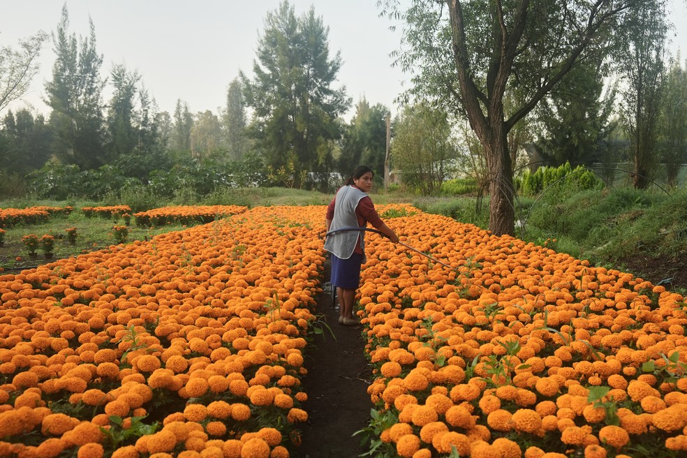 Flor Jimenez rega sua plantação de flores de cempasúchil em preparação para as celebrações do Dia dos Mortos em Xochimilco, onde se cultivam cravos-de-defunto nos arredores da Cidade do México. — Foto: AP/Claudia Rosel