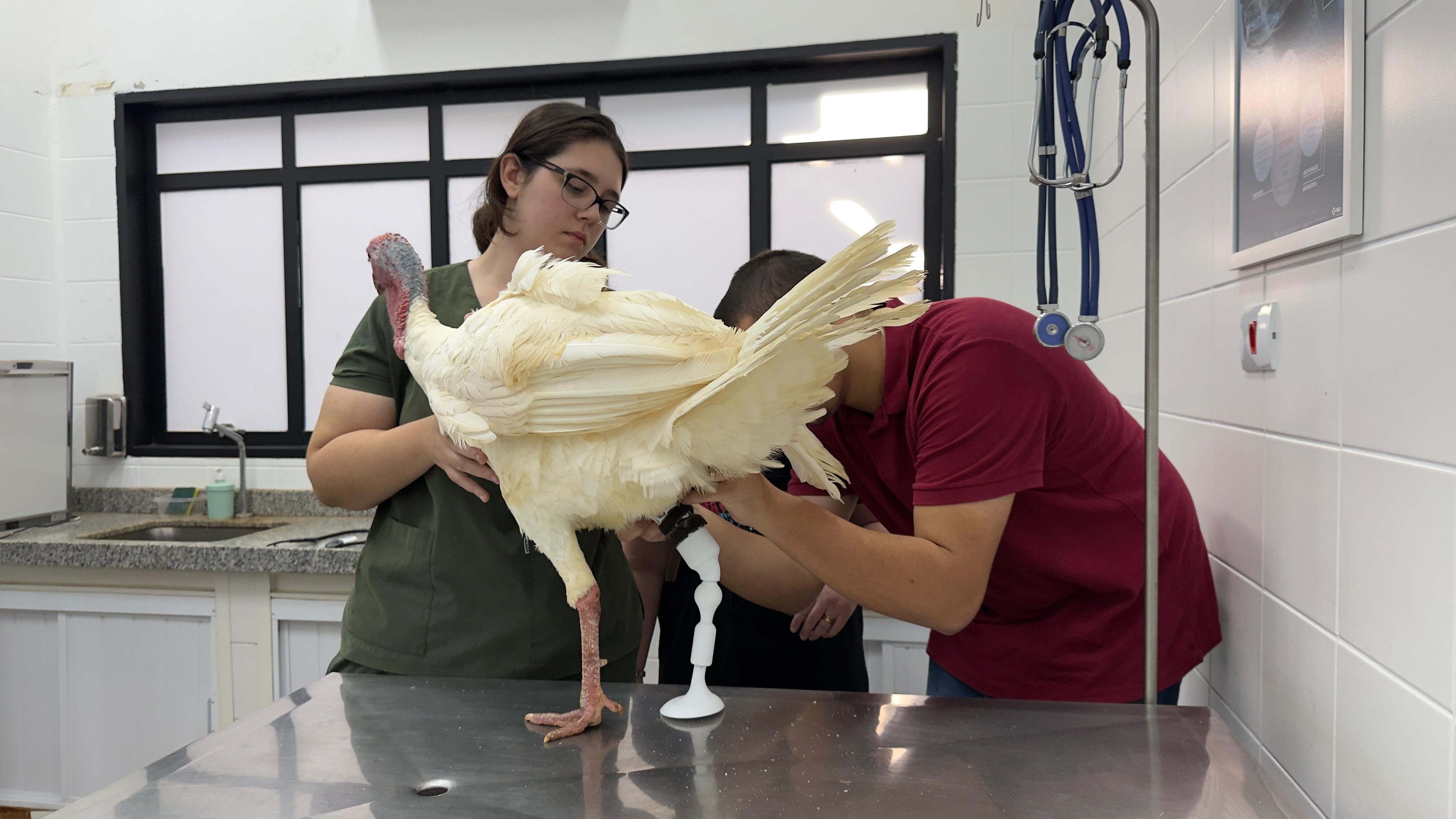 Após ter perna amputada, peru de estimação ganha prótese feita por impressora 3D no interior de SP