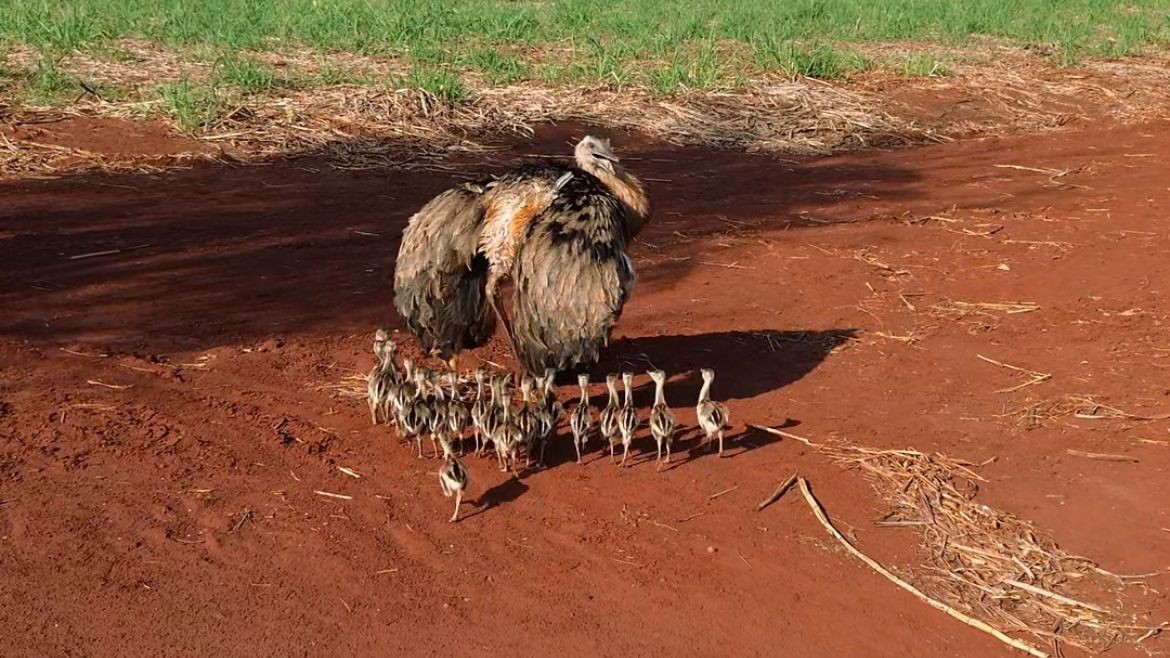 ‘Papai’ ema é flagrado caminhando com filhotes em Angélica, MS