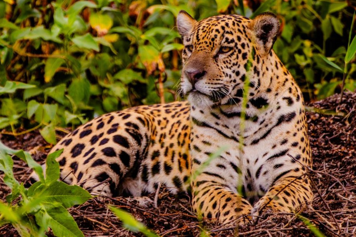 Feirão de turismo oferece descontos de até 20% em viagens em MT