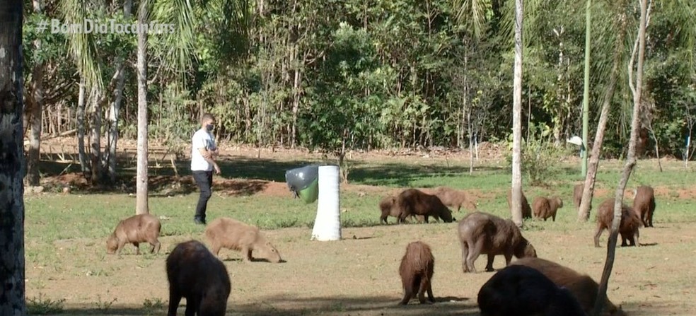 Capivaras são vistas com frequência no entorno da orla do Rio Piracicaba