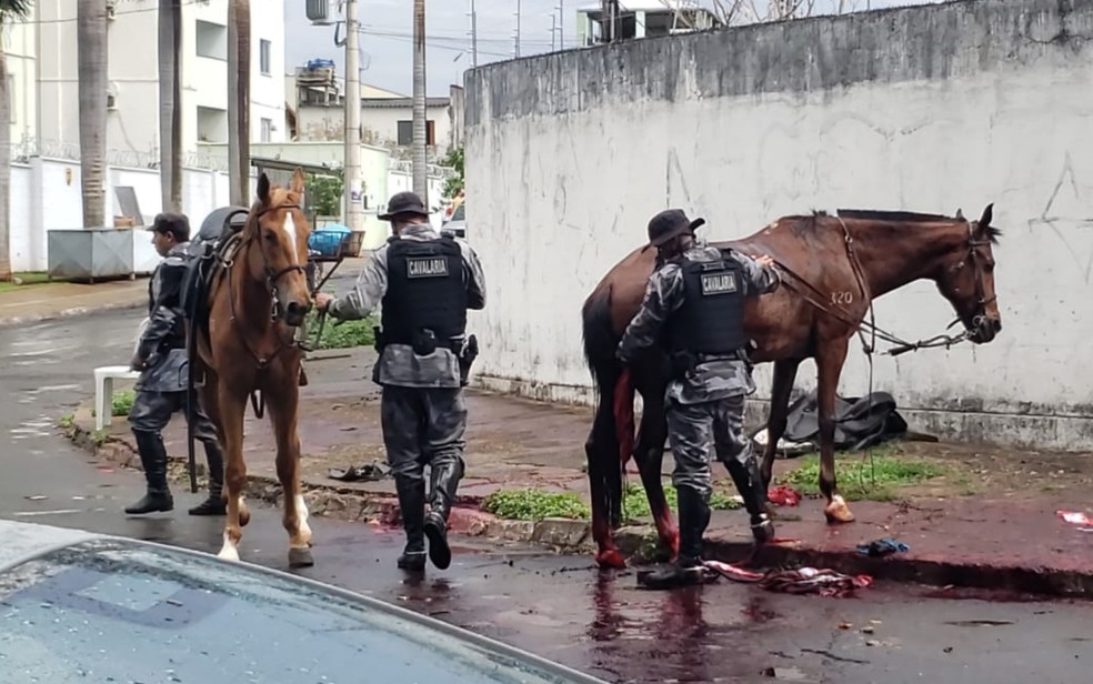 Suspeito de matar cavalos e éguas a tiros no sul da Bahia é