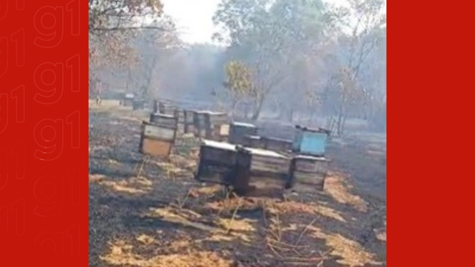 Incêndio destrói 160 colmeias usadas na polinização de laranjais em MG