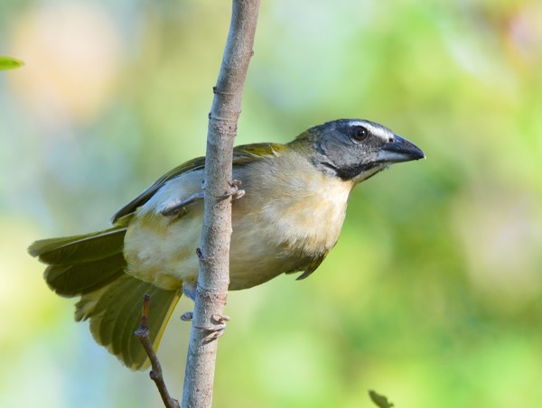 Trinca-ferro (Saltator maximus) é um exemplo de ave florestal que se beneficiaria de corredores ecológicos — Foto: Clóvis Cruvinel/Arquivo Pessoal