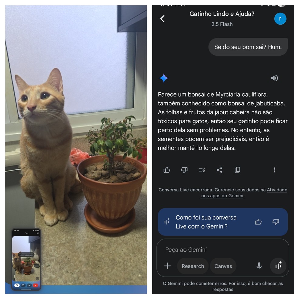 Gemini Live: identificou a planta, elogiou o gato e disse que ela não é tóxica para o felino. — Foto: Reprodução