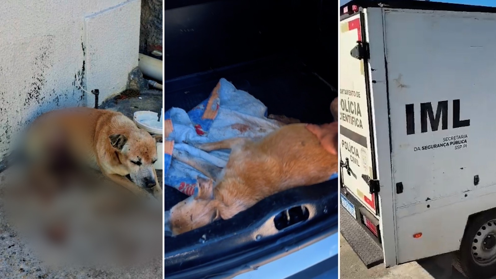 Cão morre após resgate em Teresina; tutor é autuado por maus-tratos após falta de assistência veterinária