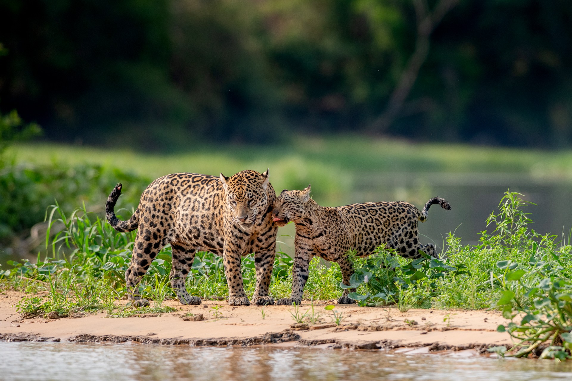 Manchas e pintas: entenda como onças-pintadas são identificadas no Pantanal de MT