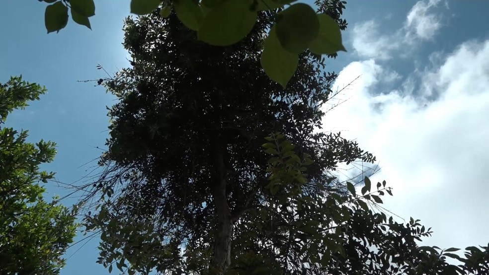Árvore da gabiroba gigante em Vargem Alta, Espírito Santo — Foto: Reprodução/TV Gazeta