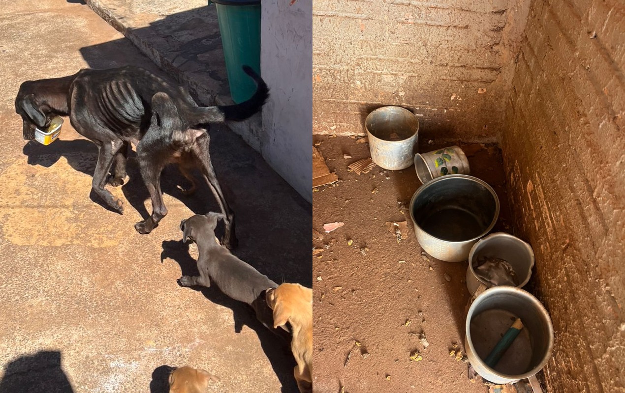 Mulher é presa em flagrante por maus-tratos a animais em Botucatu 