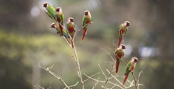Os periquitos-cara-suja medem entre 22 e 28 cm e pesam cerca de 58 gramas — Foto: Fábio Nunes/Aquasis