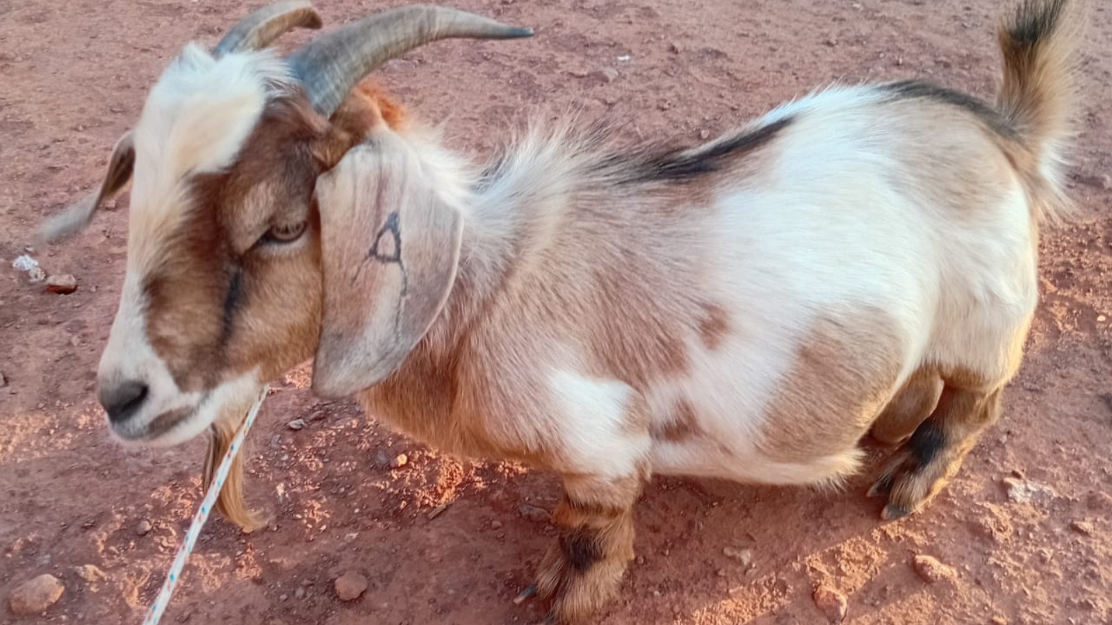 'Mini Bode': Animal chama atenção por tamanho reduzido e amizade com menina no PI