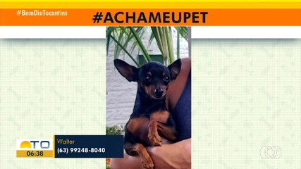 Tutor pede ajuda para encontrar cachorro da raça Pinscher desaparecido no setor Bela Vista
