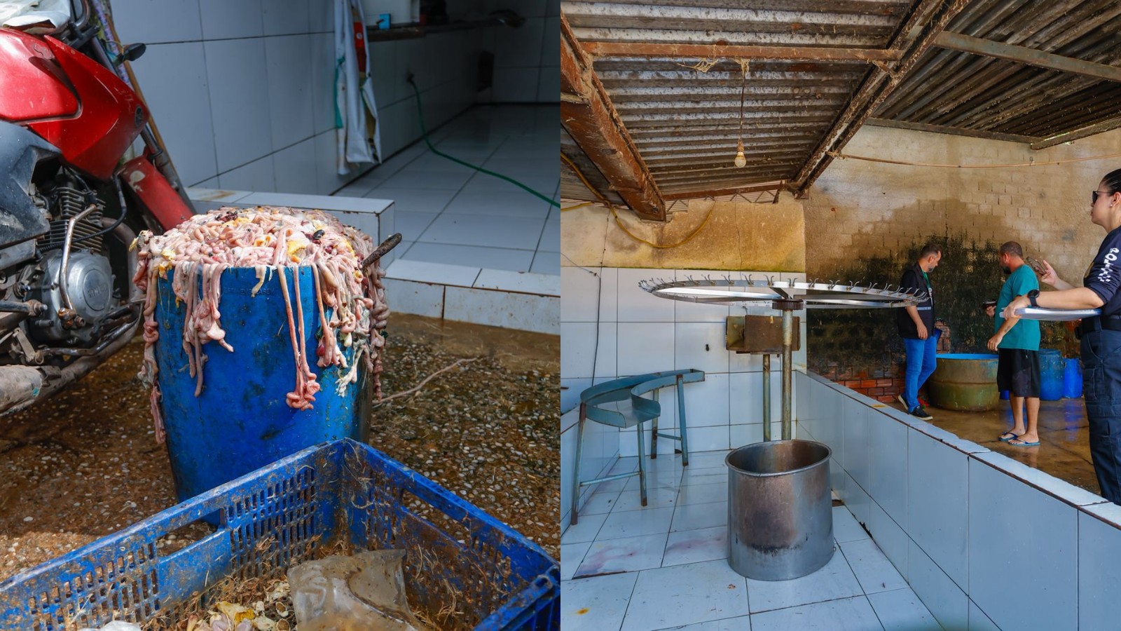 Abatedouro clandestino de aves é fechado após denúncias em Teresina; proprietário é preso