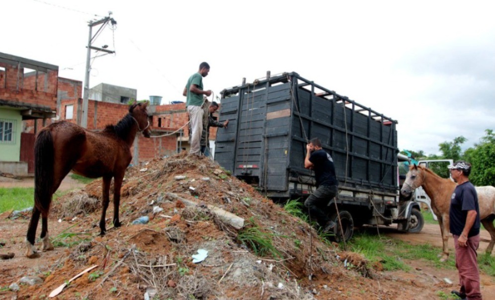 Serviço de recolhimento de animais de grande porte é implantado em Macaé