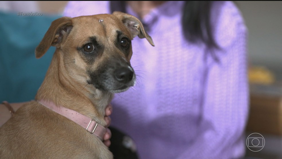 Vira-lata caramelo: teste de DNA revela a origem genética do cão mais amado do país — Foto: Reprodução/TV Globo