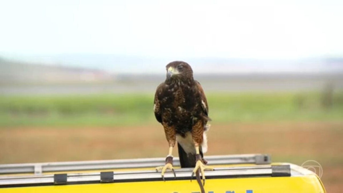 Tecnologia e natureza se aliam para evitar acidentes em um dos principais aeroportos do país | Jornal Nacional