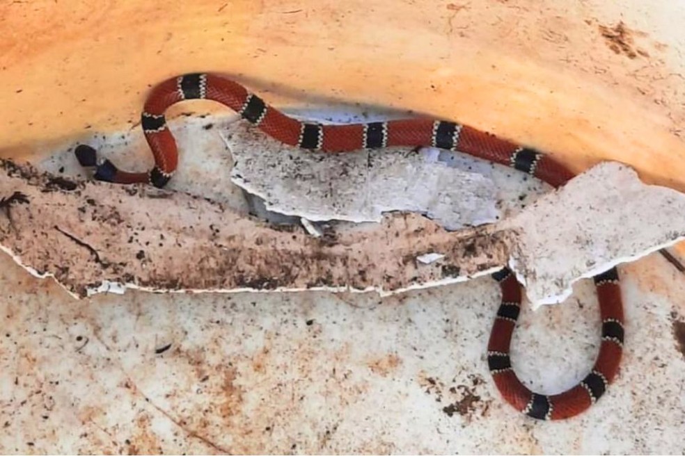 Cobra mais venenosa do Brasil é resgatada pela GCM no litoral de SP, Santos  e Região, jogos da cobra do brasil