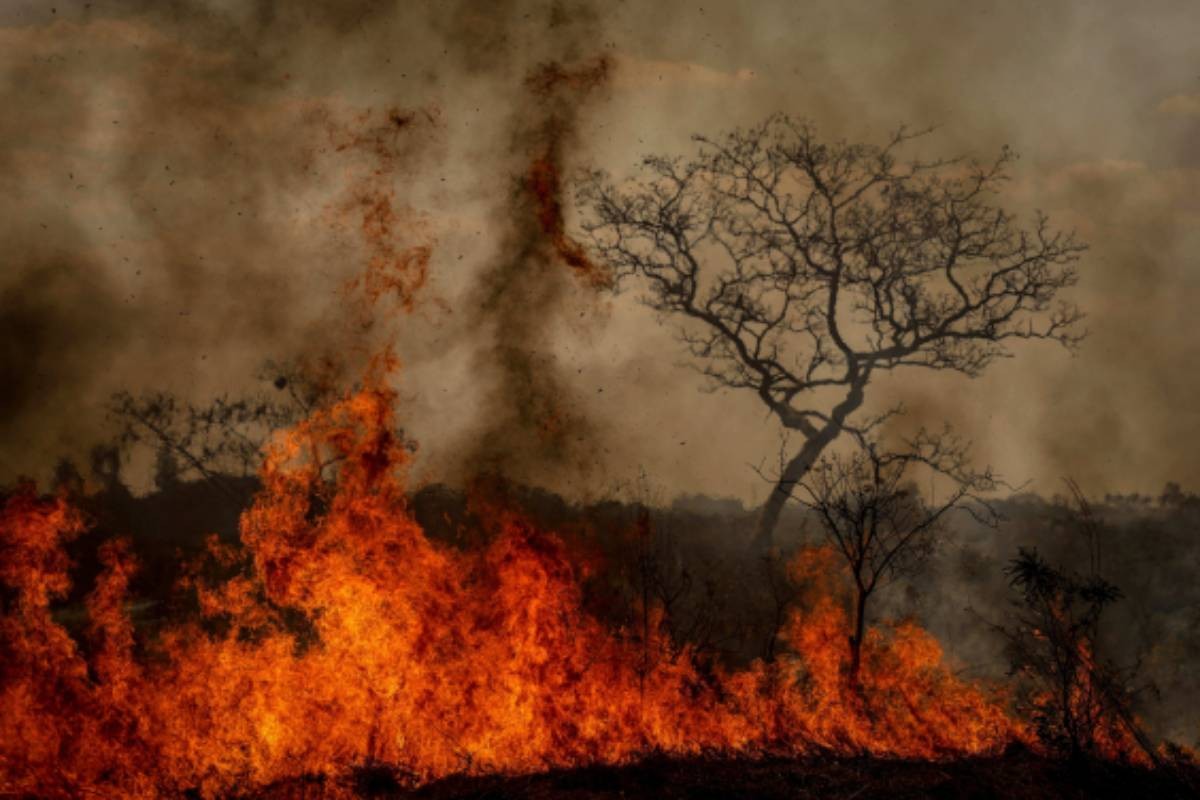 BH tem nova lei de manejo do fogo para prevenir incêndios em áreas de vegetação