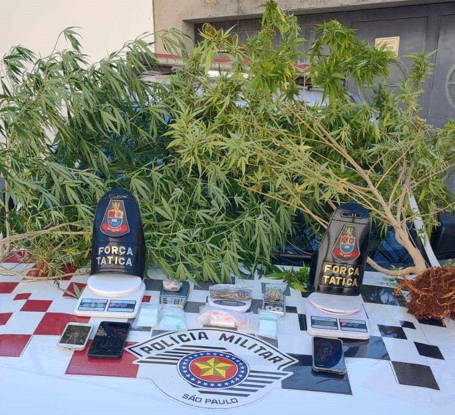 Polícia prende suspeito de tráfico após encontrar pés de maconha no jardim da residência de Limeira