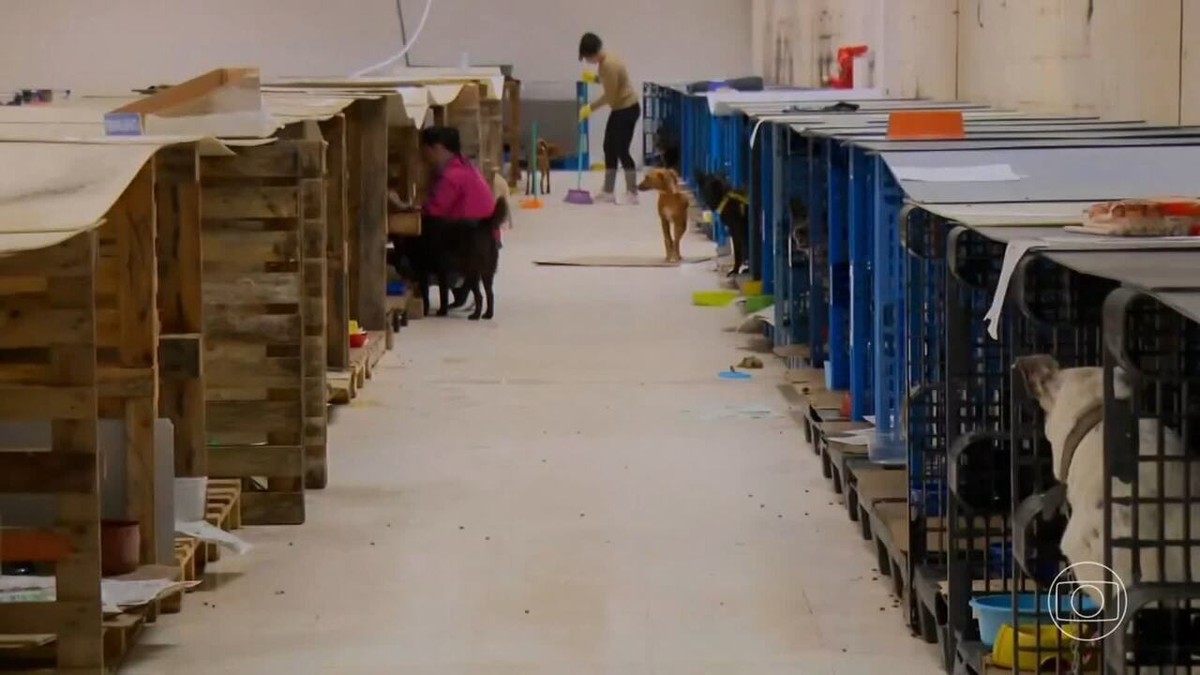 Abrigos que recebem animais no Rio Grande do Sul estão lotados