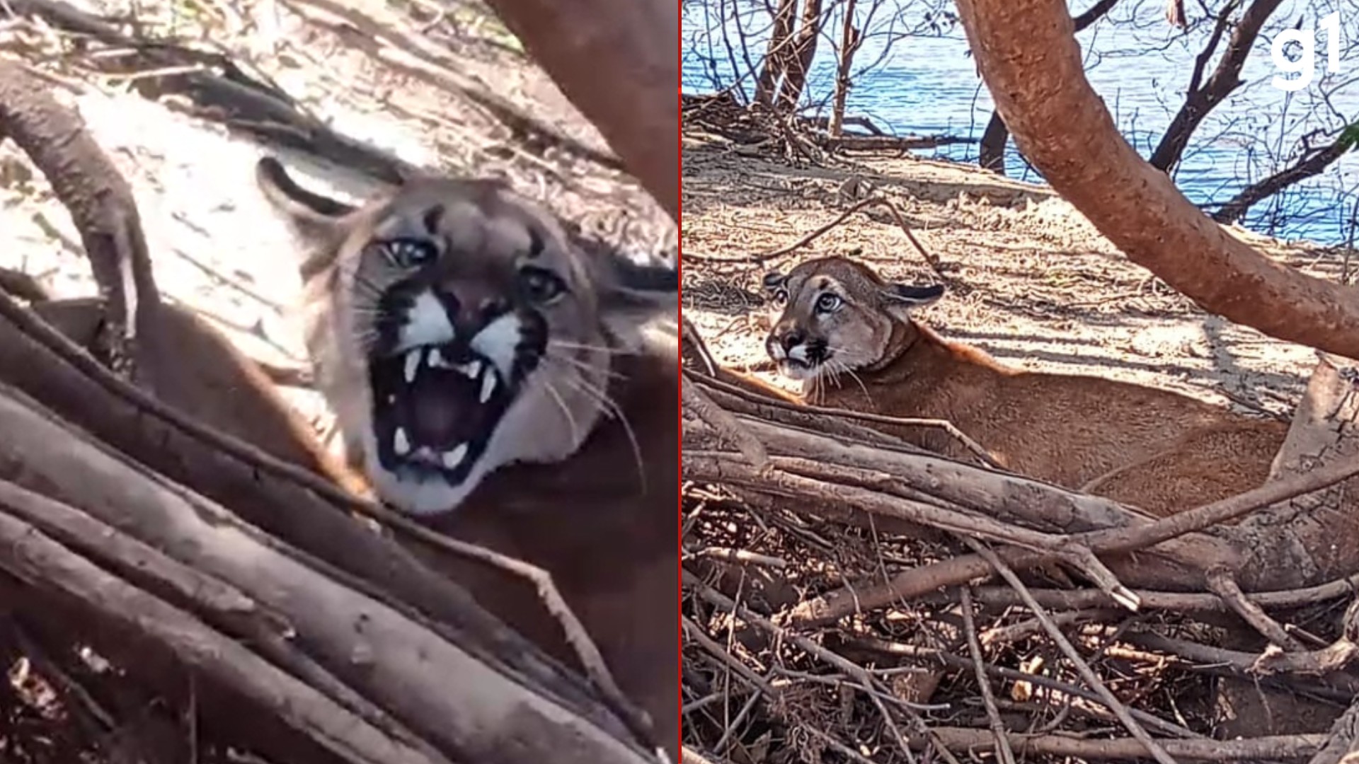 Puma é encontrada presa em armadilha para capivaras em Uruguaiana