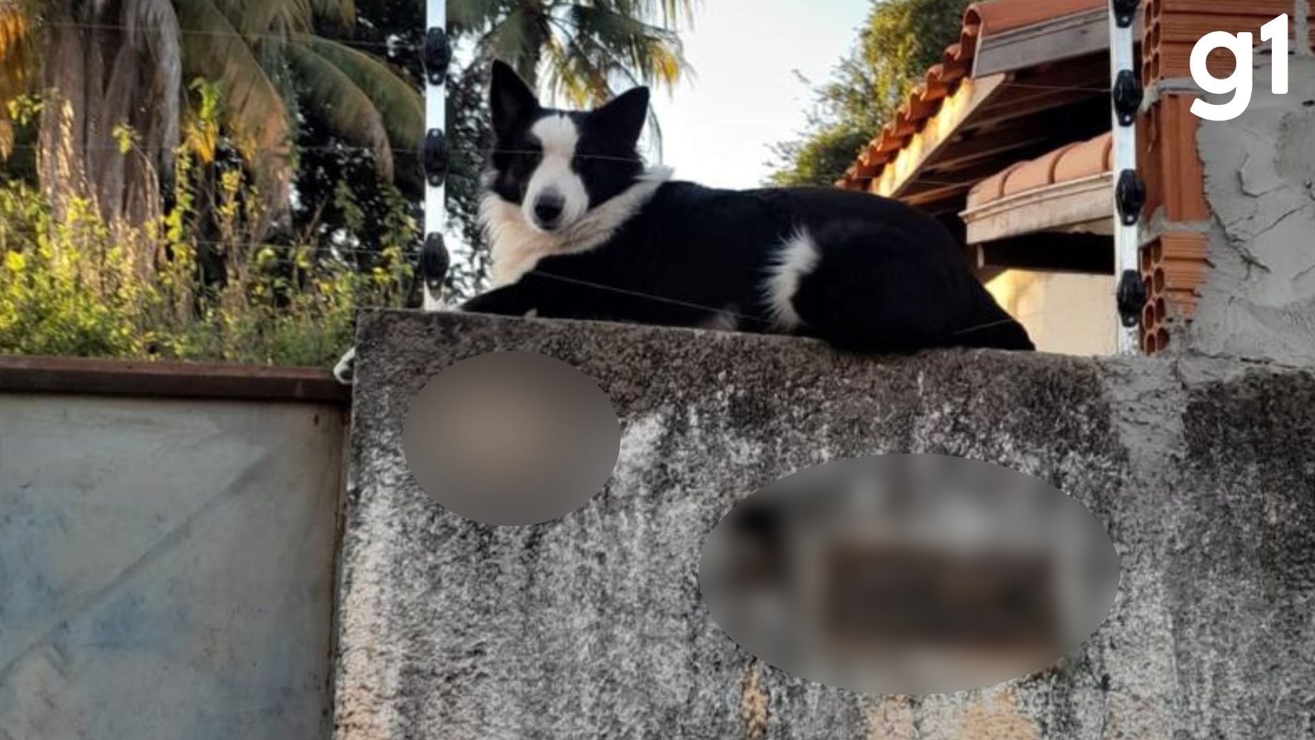VÍDEO: border collie vira ‘fiscal da rua’ ao subir em muro de casa e observar vizinhos em MT