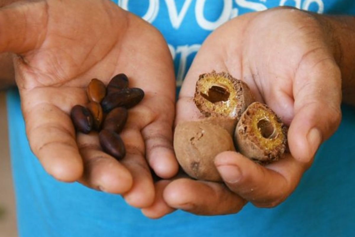 O fruto do Cerrado que nasce na seca, é superalimento afrodisíaco e está até em cosméticos