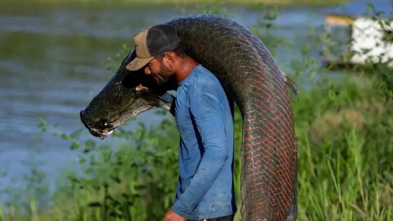 Pele de peixe gigante da Amazônia vira bolsa de luxo, mas ganho não chega a pescadores