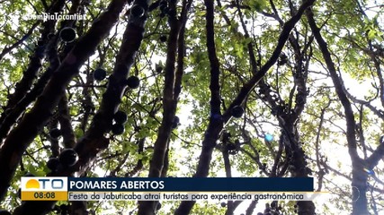 Temporada da colheita de jabuticaba abre pomares no Tocantins