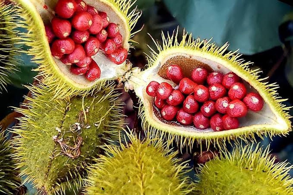  O urucum é uma fruta popular, utilizada para diferentes finalidades. — Foto: Internet/Divulgação 
