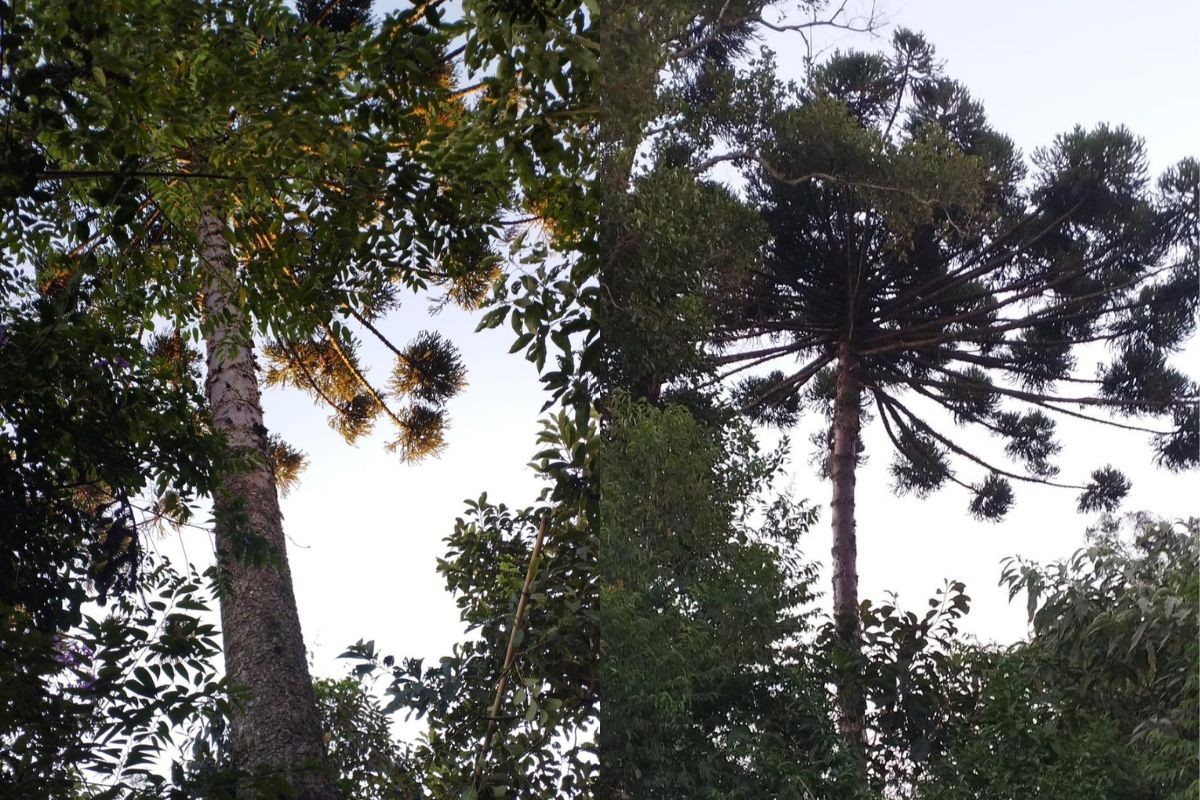 Indígena escala araucária com esporas para colher pinhão, cai e morre no Paraná; pai tentou segurá-lo e ficou ferido