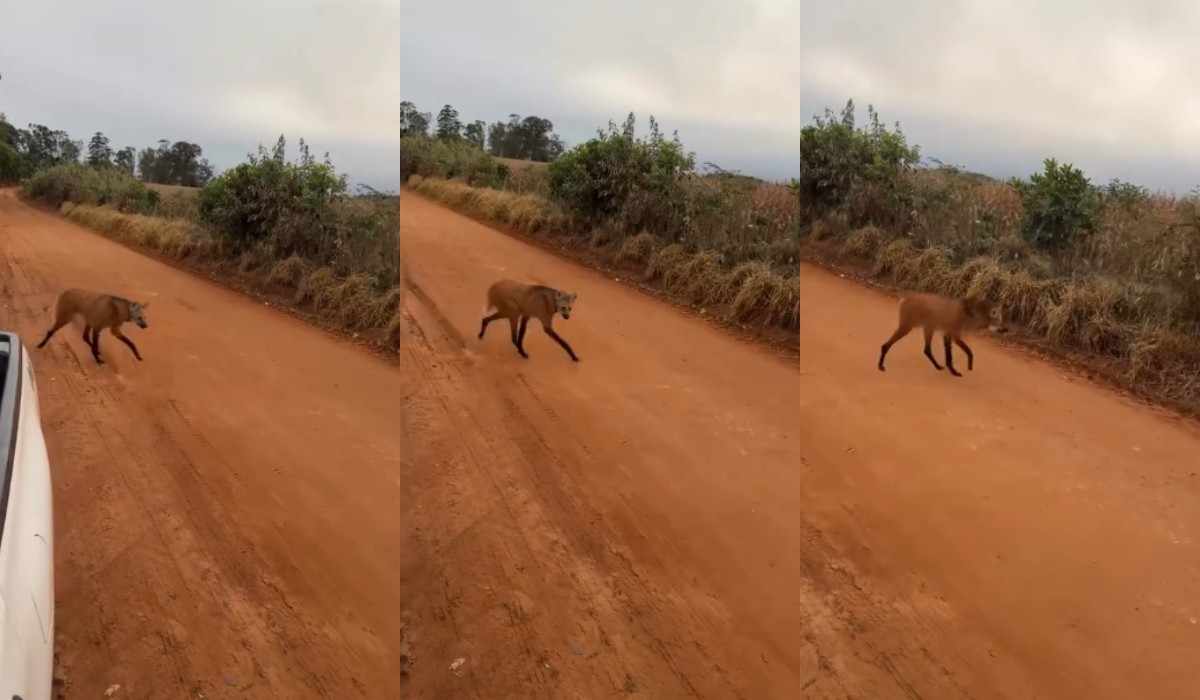 VÍDEO: morador é surpreendido por lobo-guará na zona rural de São Miguel Arcanjo