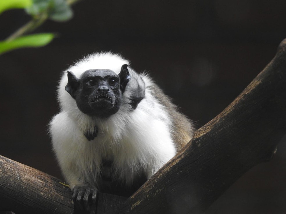 2 de 10
Filhote e m&atilde;e de Sauim-de-Coleira no Zoo de Bauru &mdash; Foto: Julia Pitta/Divulga&ccedil;&atilde;o