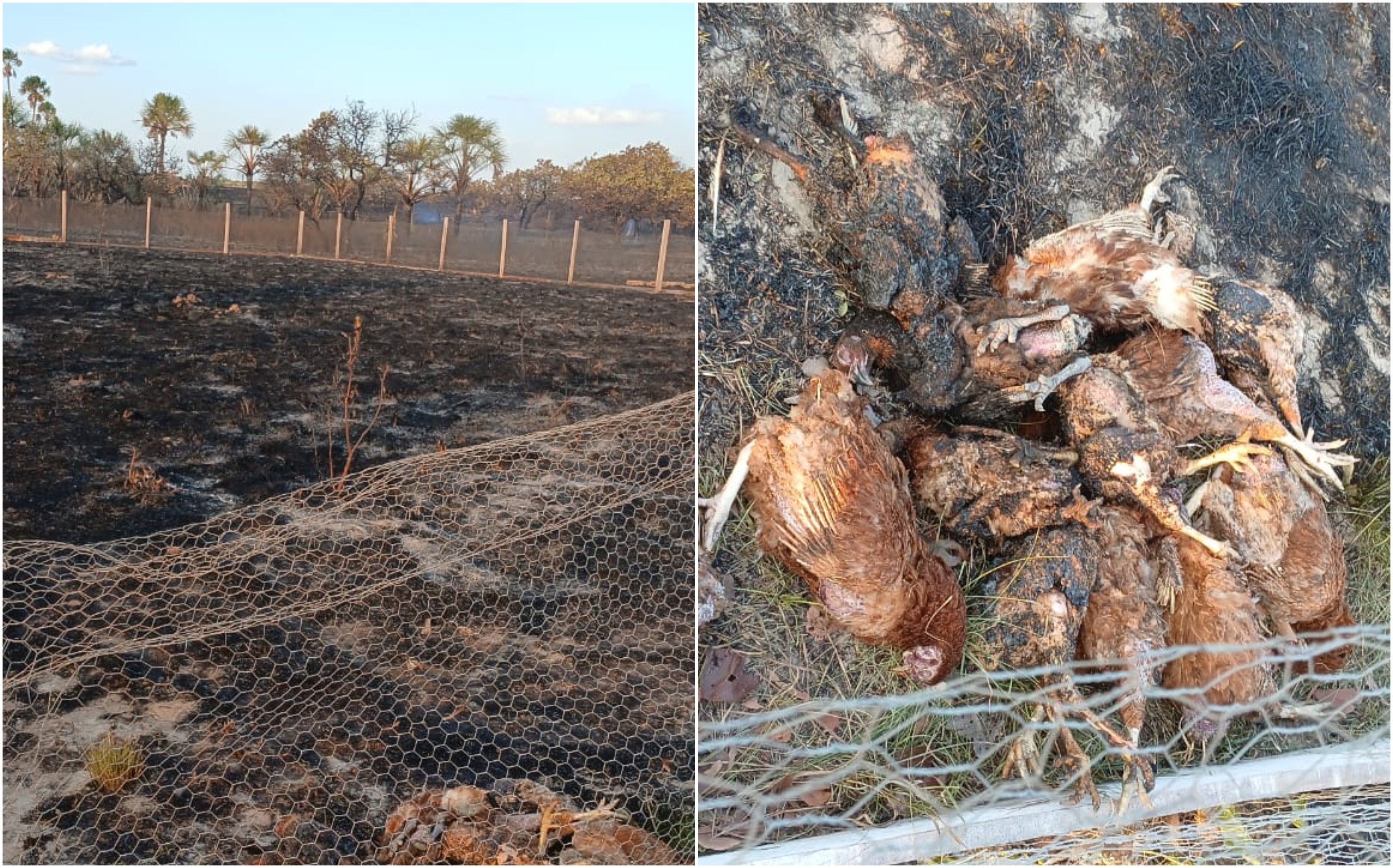 Incêndio mata 80 galinhas em meio a queimadas em Boa Vista: 'Não contive minhas lágrimas'
