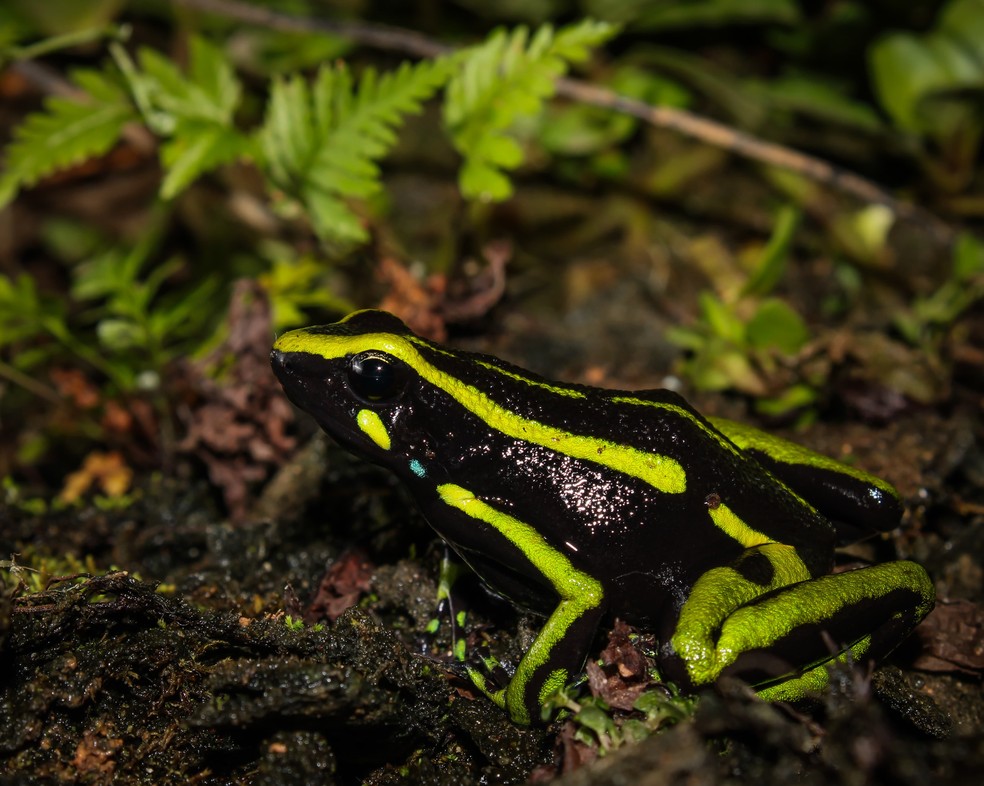 Rã-flecha Ameerega trivittata, espécie venenosa que ocorre na floresta amazônica — Foto: Ubiratã Ferreira Souza