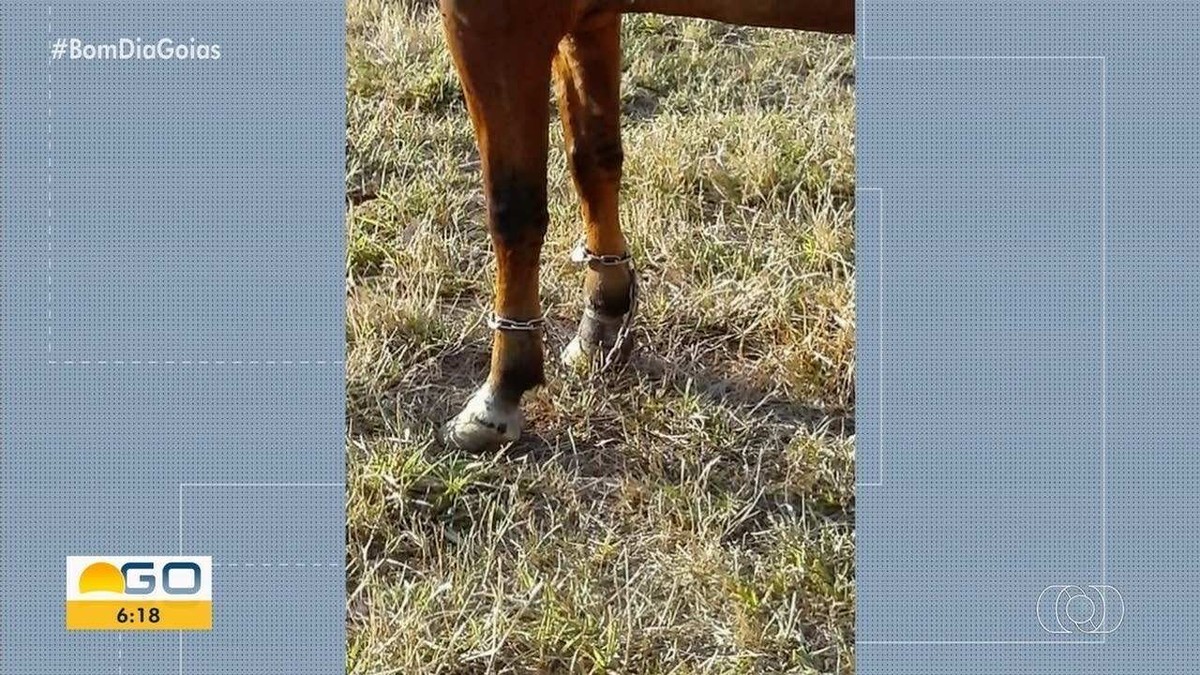 Após denúncia de maus-tratos, cavalo é encontrado com patas