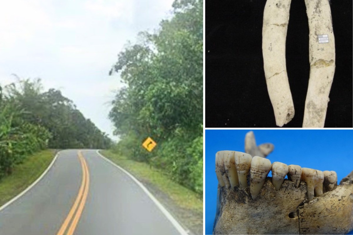 Sítio arqueológico em rodovia no litoral de SP revelou 43 sepultamentos e dentes de tubarão