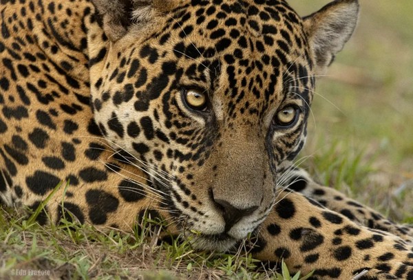 Acerola, onça adotada por Richarlison — Foto: Edu Fragoso/Reprodução