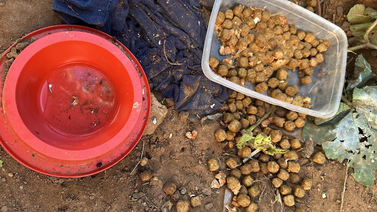 Moradora é presa em flagrante por maus-tratos a cães em residência e um deles morre a caminho de abrigo em Presidente Prudente