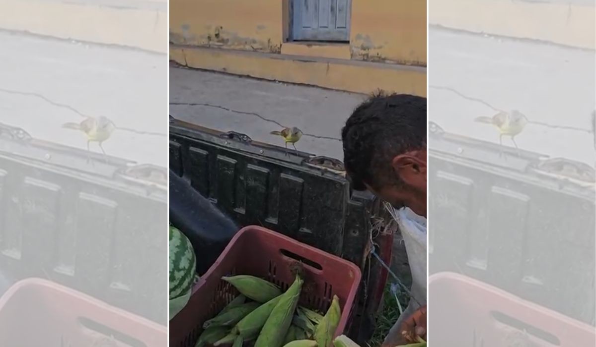 VÍDEO: Aves 'fazem fila' e esperam milho ser descascado para fazer banquete